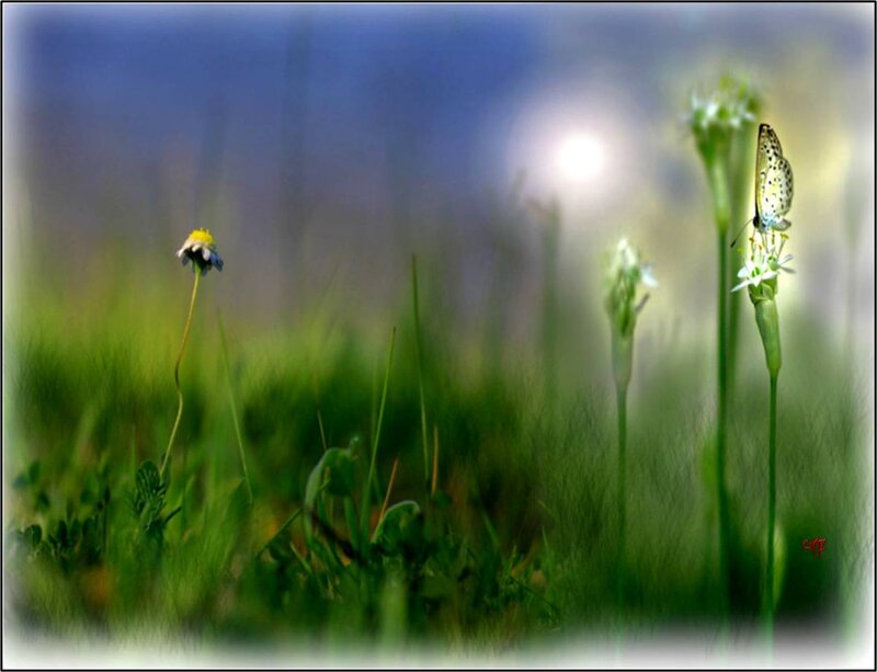 Butterfly on Flower — Green, Serene, Morning, Photograph