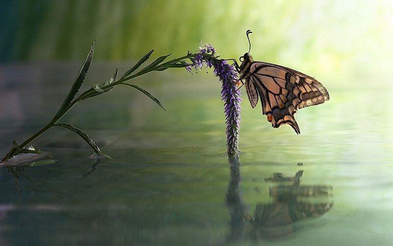 Butterfly on Flower — Green, Serene, Morning, Photograph, Water