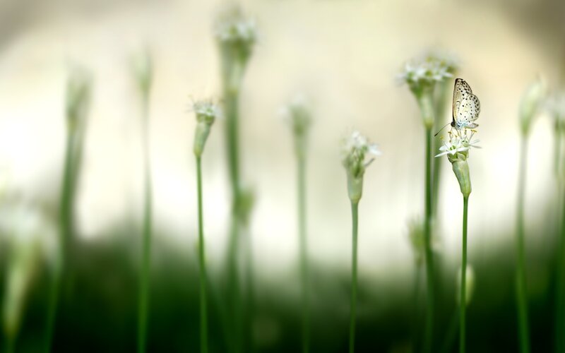 Butterfly on Flower — Green, Serene, Morning