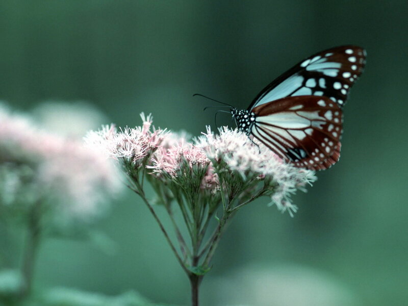Butterfly on Flower — Green, Serene, Photograph, Plant