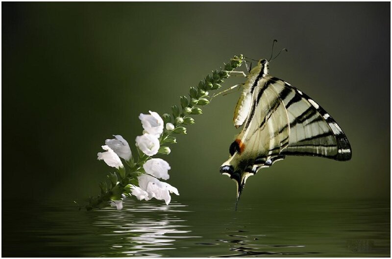 Butterfly on Flower — Green, Serene, Photograph