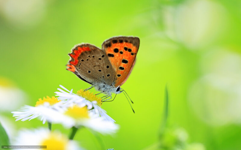 Butterfly on Flower — Green, Serene, Summer, Photograph, Green Background