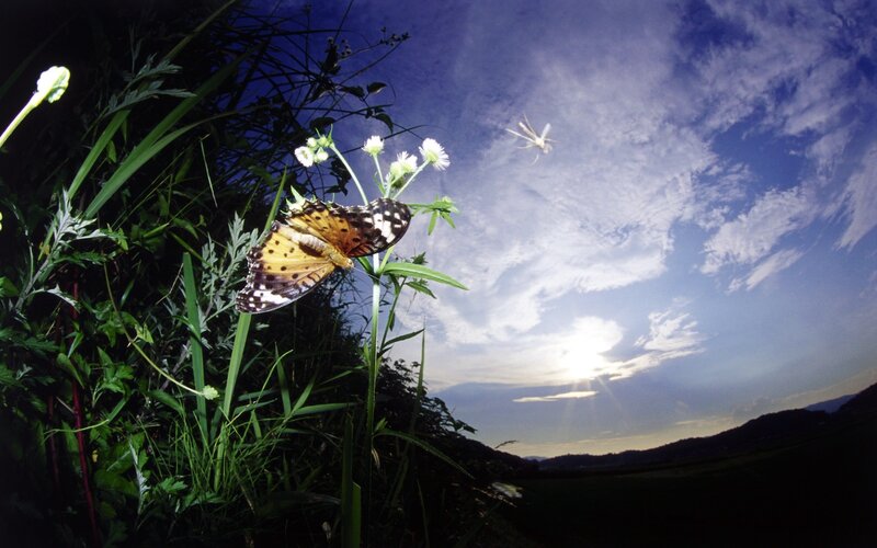 Butterfly on Flower — Green, Serene, Sunset