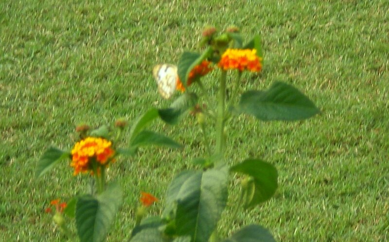 Butterfly on Flower — Green
