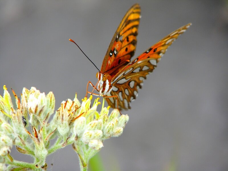 Butterfly on Flower — Orange, Calm, Afternoon, Photograph, Antenna