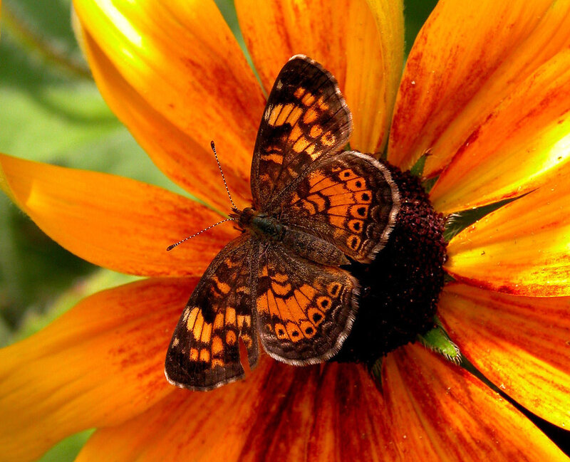 Butterfly on Flower — Orange, Calm, Afternoon, Photograph, Insect