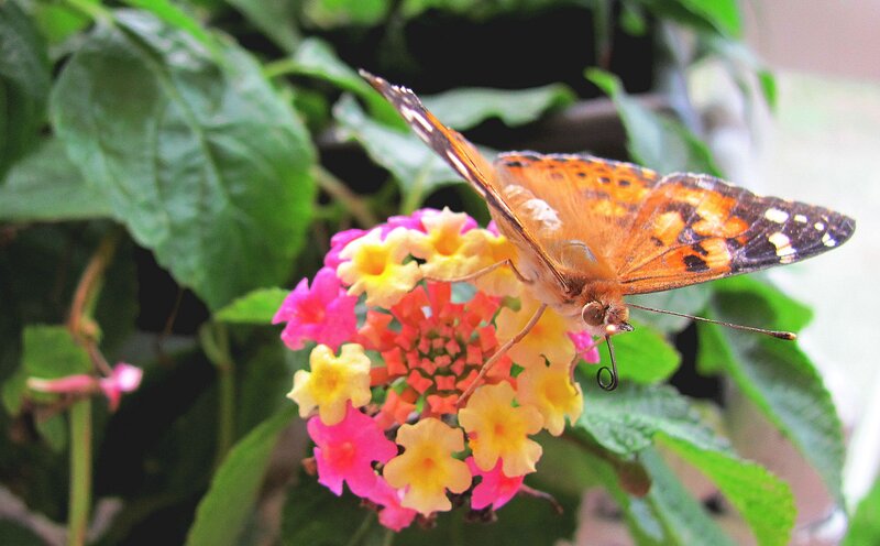Butterfly on Flower — Orange, Calm, Afternoon, Photograph, Leaf, Insect