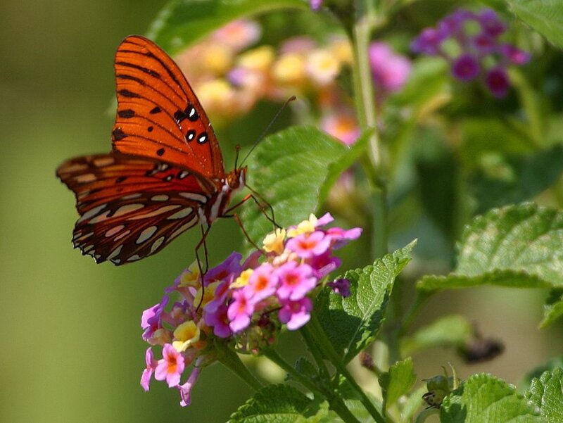 Butterfly on Flower — Orange, Calm, Afternoon, Photograph, Leaf, Plant, Pink