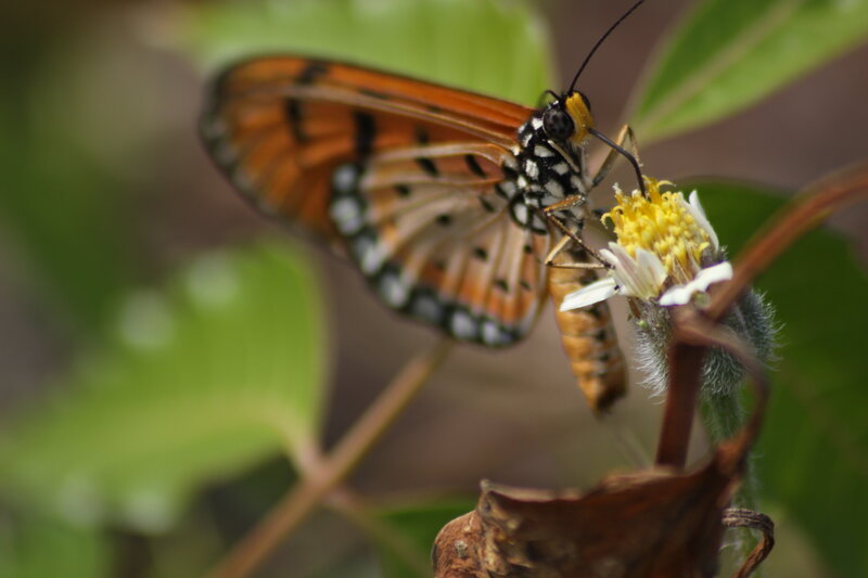 Butterfly on Flower — Orange, Calm, Afternoon, Photograph, Leaf, Plant