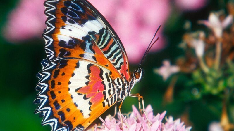 Butterfly on Flower — Orange, Calm, Afternoon, Photograph, Plant, Insect, White