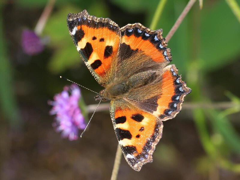 Butterfly on Flower — Orange, Calm, Afternoon, Photograph, Plant, Stem