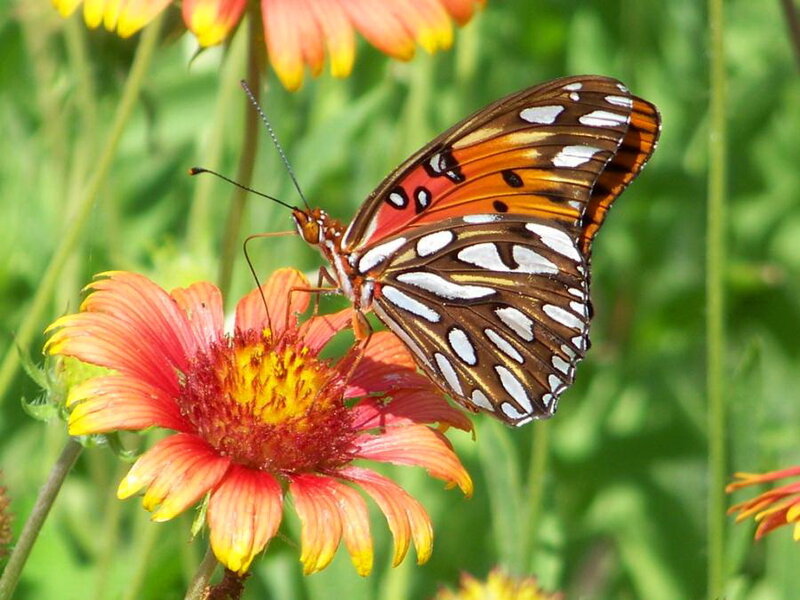 Butterfly on Flower — Orange, Calm, Afternoon, Photograph, Plant