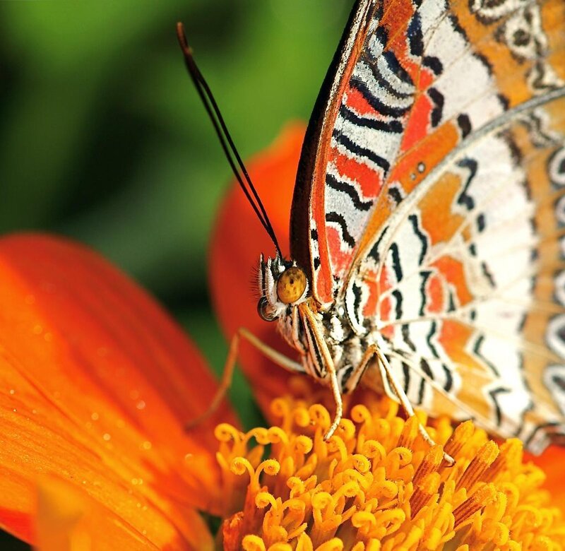 Butterfly on Flower — Orange, Calm, Afternoon