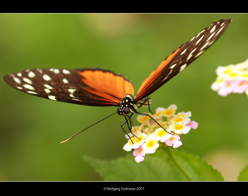 Butterfly on Flower — Orange, Calm, Photograph, Greenery