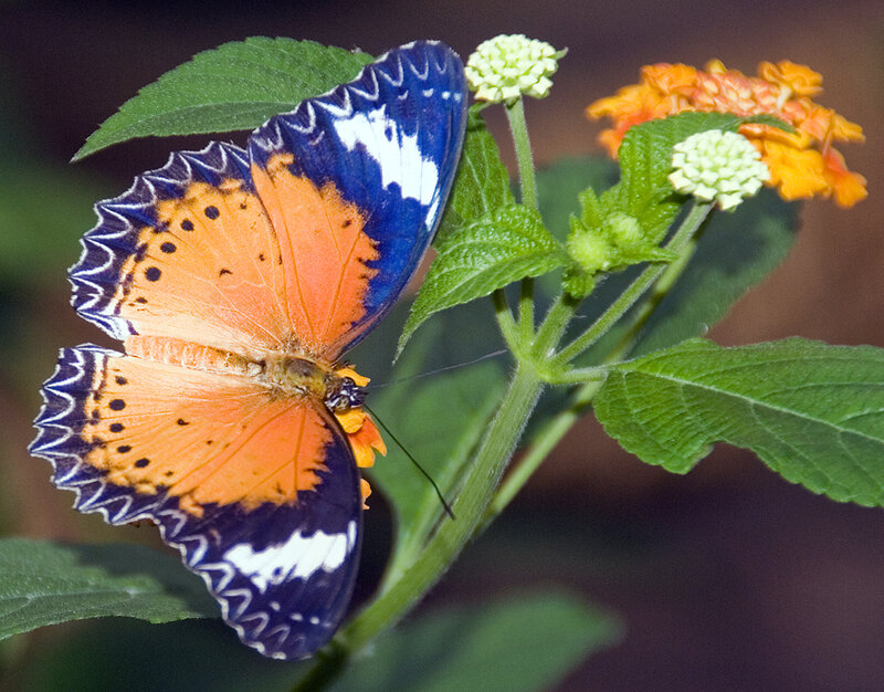 Butterfly on Flower — Orange, Calm, Photograph, Leaf