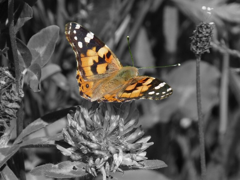 Butterfly on Flower — Orange, Calm, Photograph, Plant, Leaf