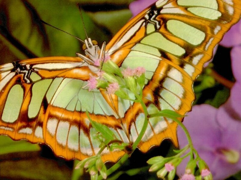 Butterfly on Flower — Orange, Calm, Photograph, Plant, Leaves