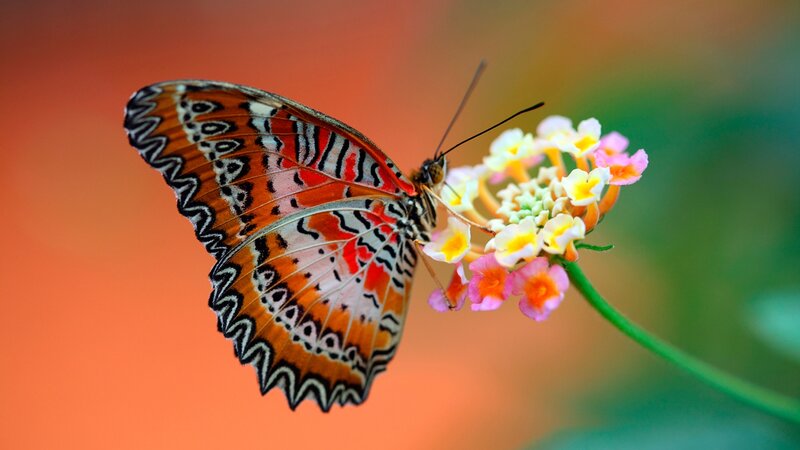Butterfly on Flower — Orange, Calm, Photograph, Stem, Background