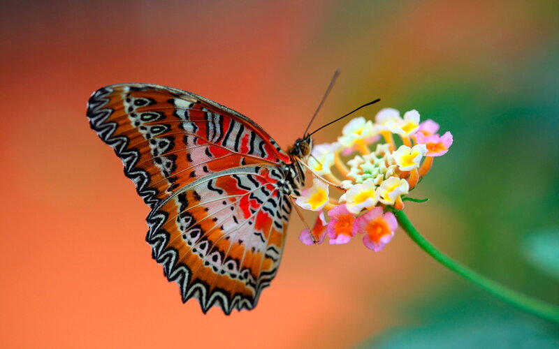 Butterfly on Flower — Orange, Calm, Photograph, Stem