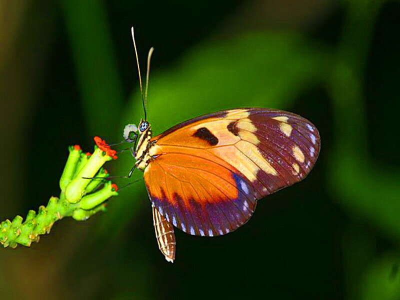 Butterfly on Flower — Orange, Calm, Photograph