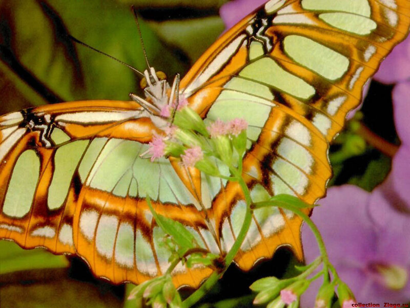 Butterfly on Flower — Orange, Calm