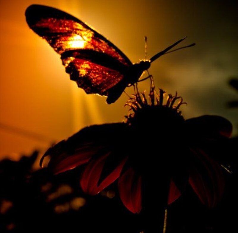 Butterfly on Flower — Orange, Dramatic, Sunset