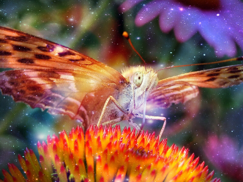 Butterfly on Flower — Orange, Dreamy