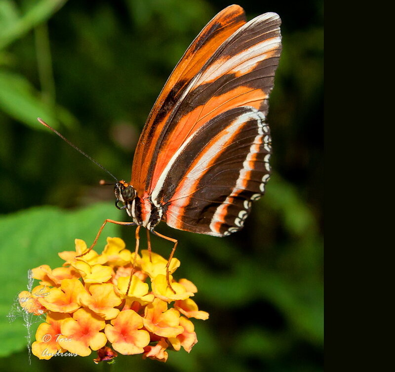 Butterfly on Flower — Orange, Natural, Afternoon, Photograph