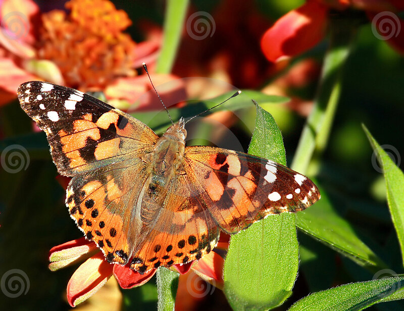 Butterfly on Flower — Orange, Natural, Afternoon