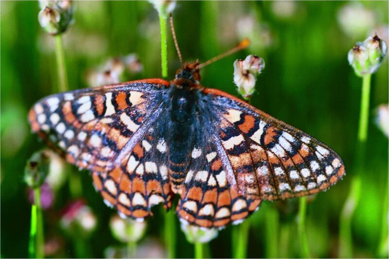 Butterfly on Flower — Orange, Natural