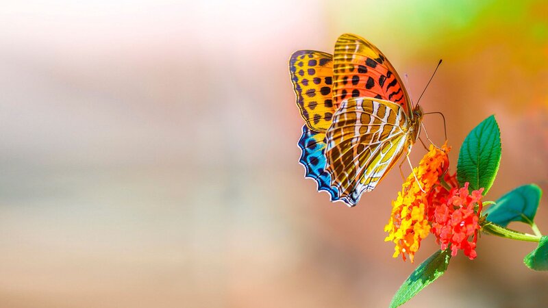 Butterfly on Flower — Orange, Serene, Afternoon, Photograph, Leaf, Plant