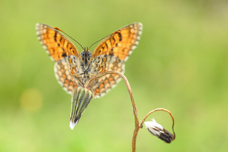 Butterfly on Flower — Orange, Serene, Afternoon, Photograph, Stem, Green Background