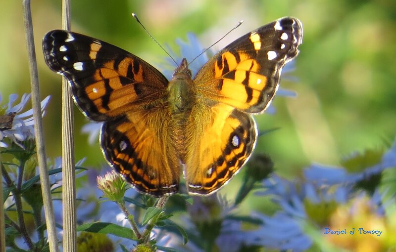 Butterfly on Flower — Orange, Serene, Afternoon, Photograph