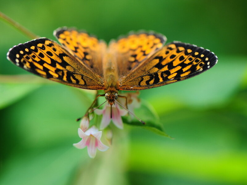 Butterfly on Flower — Orange, Serene, Afternoon