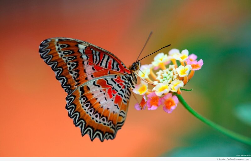 Butterfly on Flower — Orange, Serene, Photograph, Stem, Background