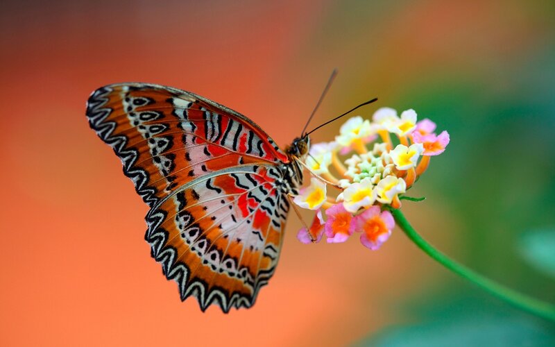 Butterfly on Flower — Orange, Serene, Photograph, Stem, Background, White