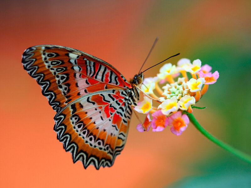 Butterfly on Flower — Orange, Serene, Photograph