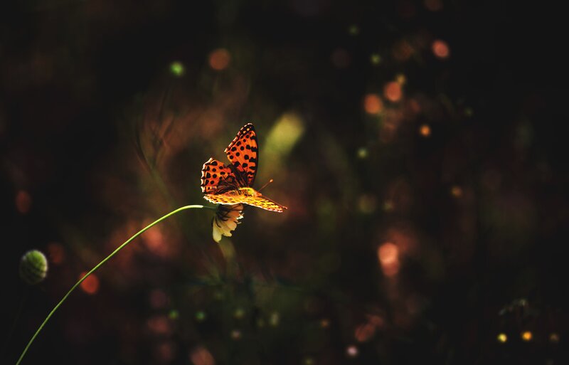 Butterfly on Flower — Orange, Serene, Sunset, Photograph