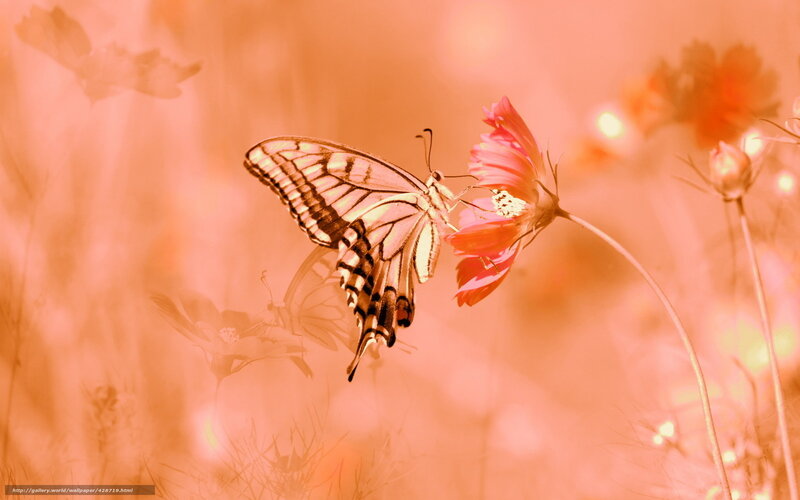 Butterfly on Flower — Orange, Serene, Sunset