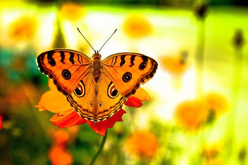 Butterfly on Flower — Orange, Serene