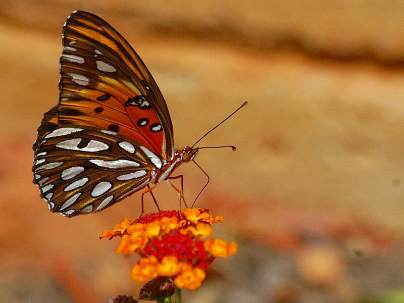 Butterfly on Flower — Orange
