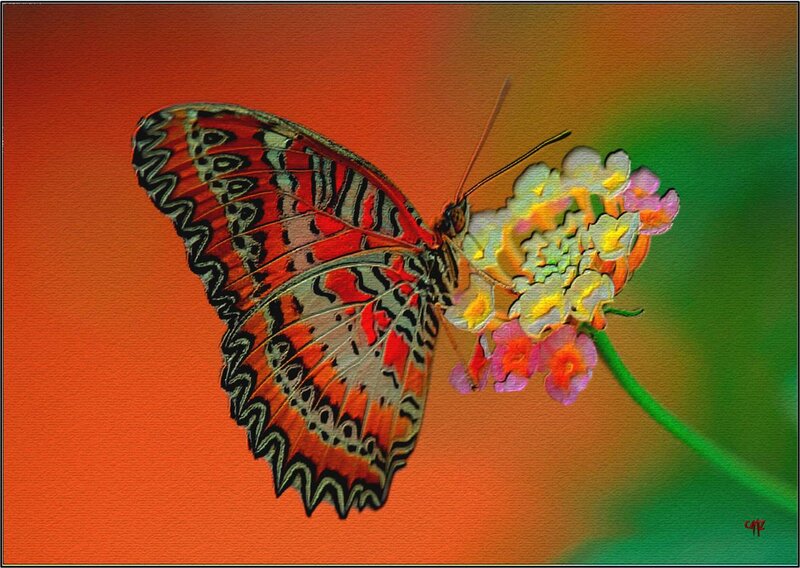 Butterfly on Flower — Orange, Vibrant