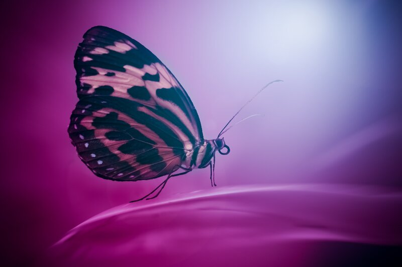Butterfly on Flower Petal