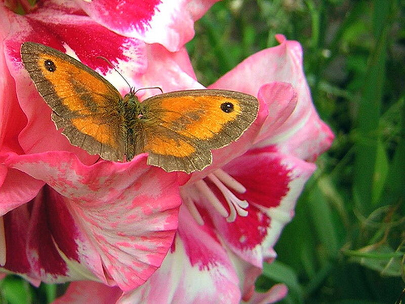 Butterfly on Flower — Pink, Calm, Afternoon