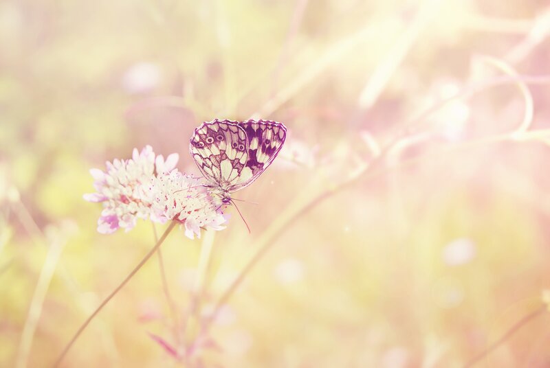 Butterfly on Flower — Pink, Serene, Afternoon