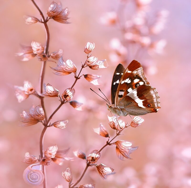 Butterfly on Flower — Pink, Serene, Spring