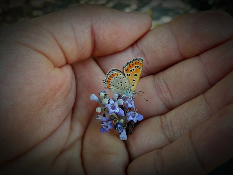 Butterfly on Flower — Purple, Calm, Afternoon