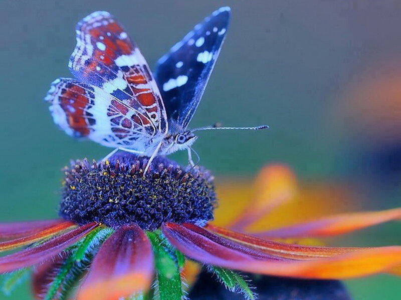 Butterfly on Flower — Purple, Calm