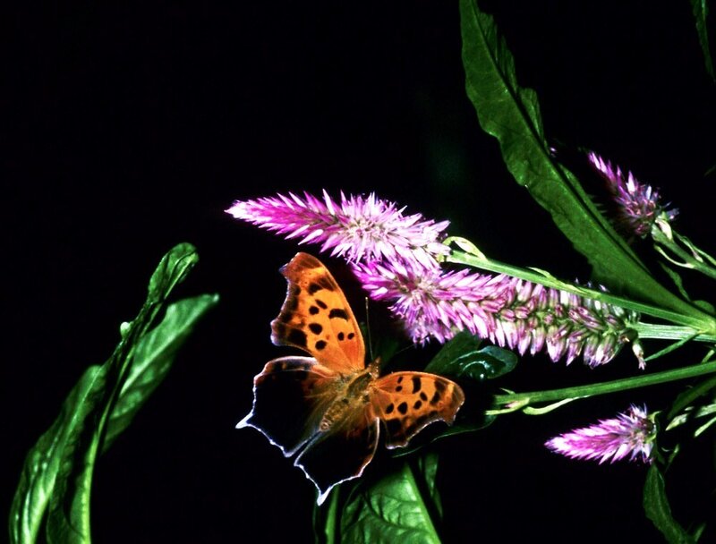 Butterfly on Flower — Purple, Dramatic