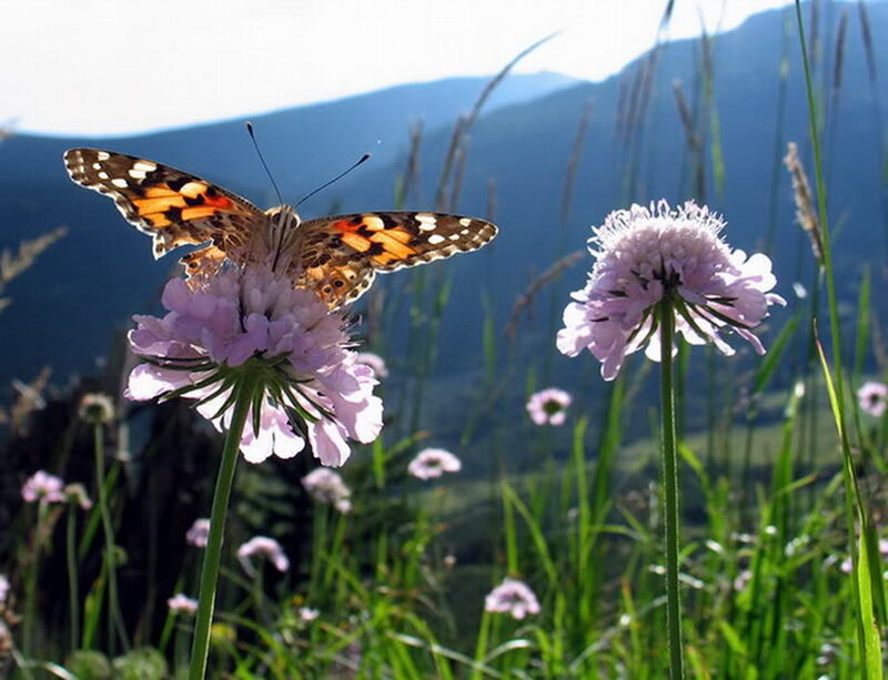 Butterfly on Flower — Purple, Serene